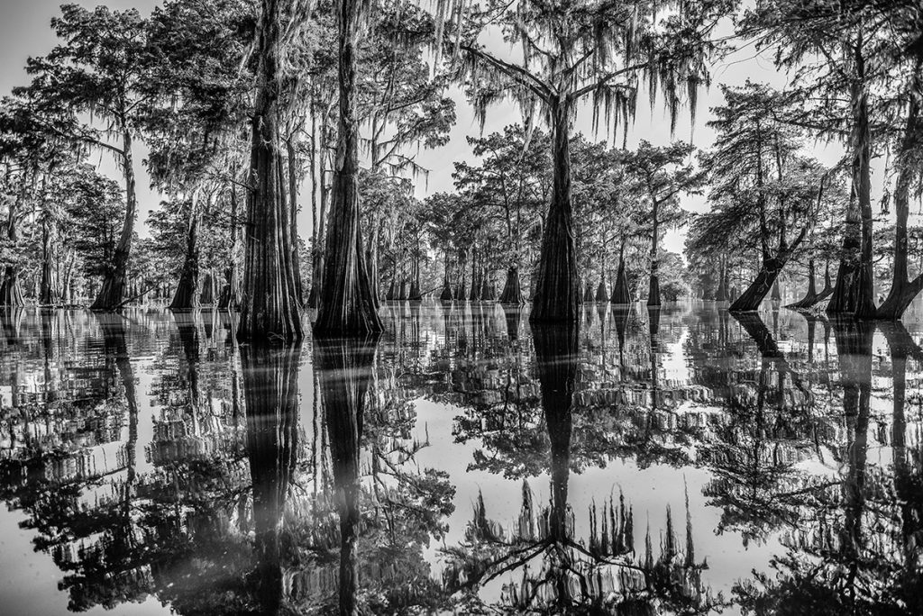 Bayou dreaming. Black and white landscape photograph by James Sparshatt. Henderson seamp in Louisiana with towering Cypress trees and spanish moss.