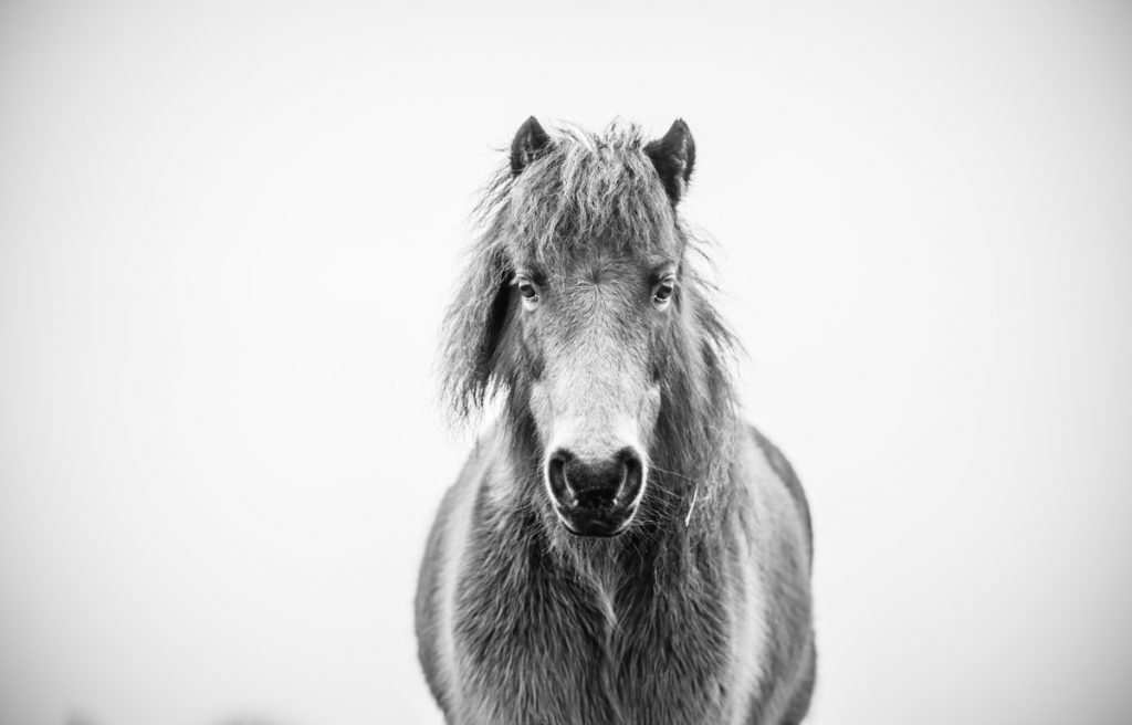 Portrait of a wild horse living in Norfolk. Black and white photograph by Alfie Bowen