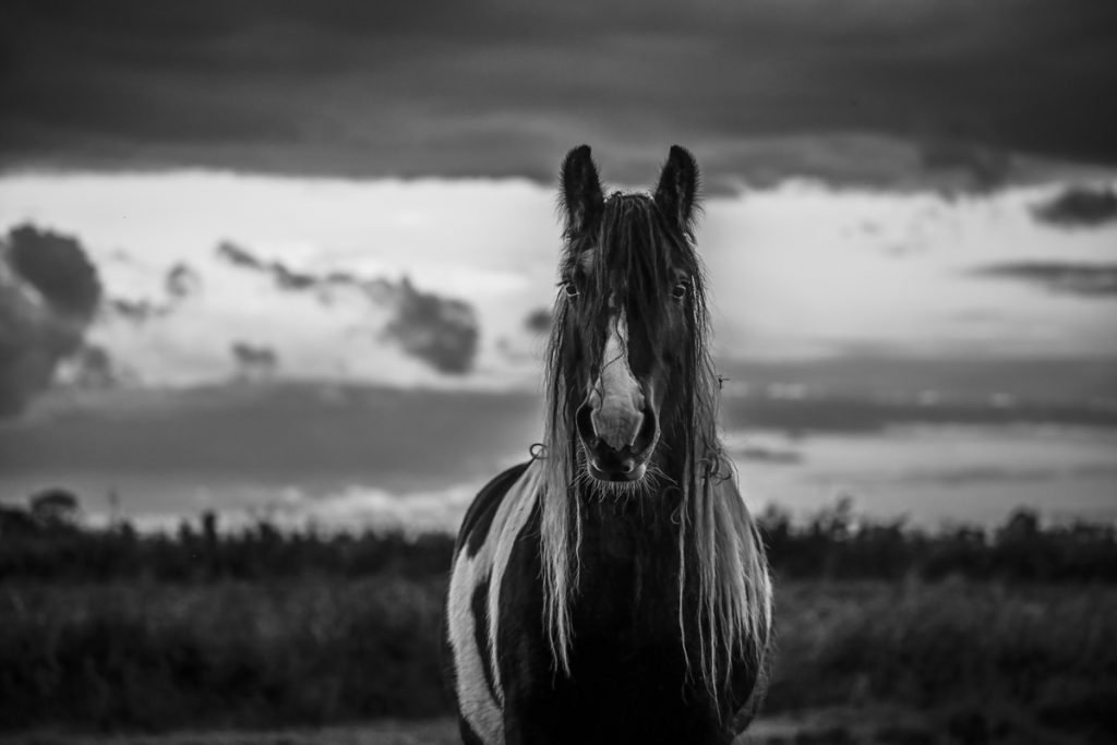 Portrait of a wild horse living in Norfolk. Black and white photograph by Alfie Bowen